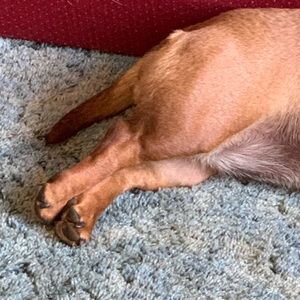 Meet your Posher, Anna